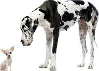 Big and Small Dogs